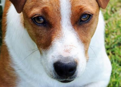 Akcja na żywieckim rynku na rzecz bezdomnych zwierząt